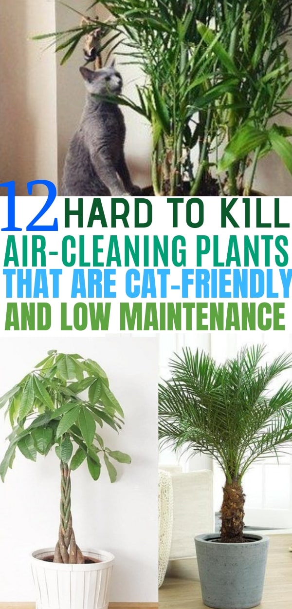 12 Indoor Plants that Clean the Air  and are Safe for Cats  