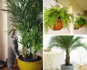 Air cleaning plants that are safe for cats. These cat-friendly plants will purify your air.