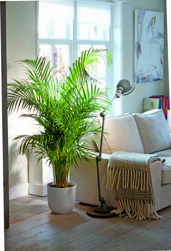 Air cleaning plants that are safe for cats. These cat-friendly plants will purify your air.