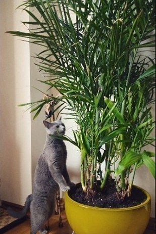 12 Indoor Plants that Clean the Air and are Safe for Cats ...