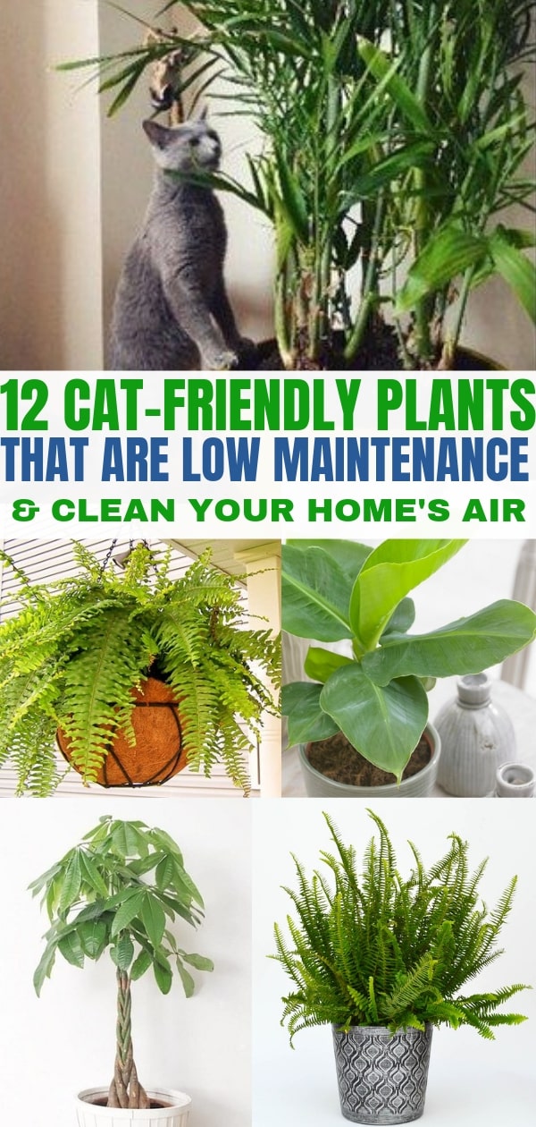 12 Indoor Plants That Clean The Air And Are Safe For Cats Balancing Bucks   Cat Friendly Plants Min 