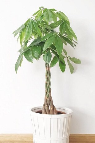 Air cleaning plants that are safe for cats. These cat-friendly plants will purify your air.